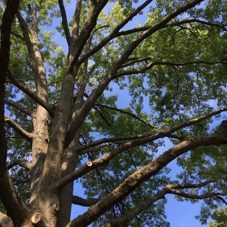 Tree Pic 1 768x768